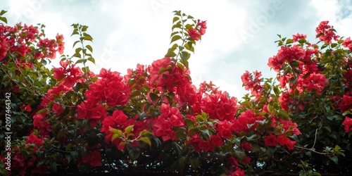 Vibrant Red Bougainvillea B...