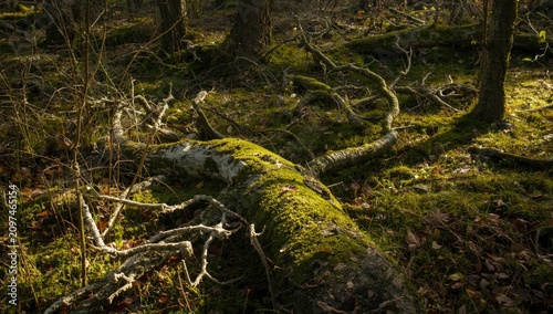 Moss-Covered Fallen Tree in...