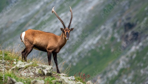 Ibex Standing on Rocky Terr...