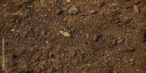 New Leaf Sprouting from Ear...