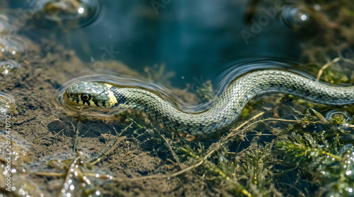 Grass snake swimming gracefully in clear shallow pond water