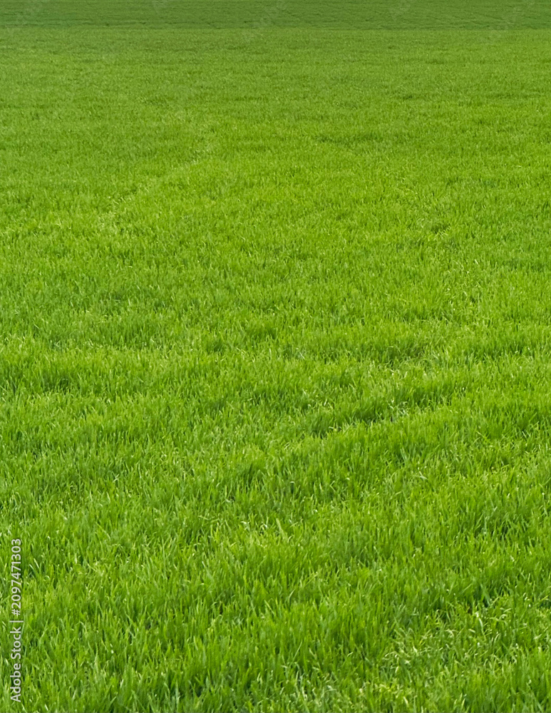 Obraz premium Green field with fresh May spring grass