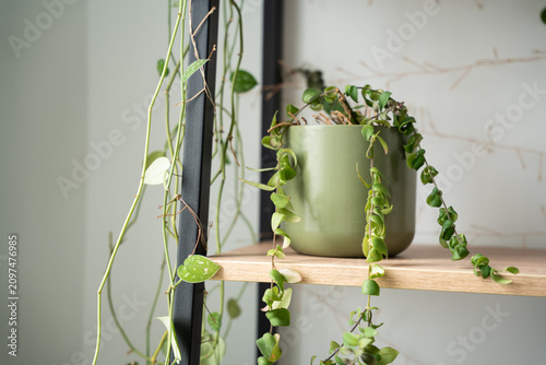 Trailing houseplant in green pot on minimalist wooden shelf. Indoor gardening biophilic interior and stylish home decor