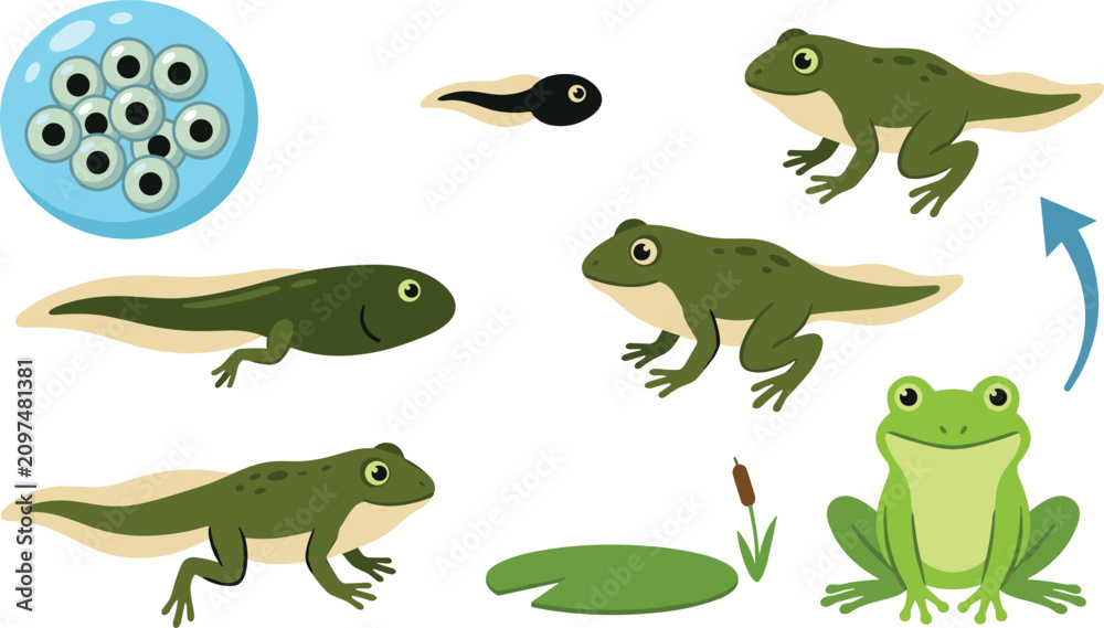 Fototapeta premium Frog Life Cycle Vector Illustration Set Featuring Frogspawn Eggs Tadpoles Froglets and Adult Amphibians for Biology Education and Science Learning Infographics