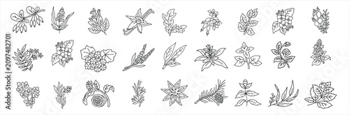 Photos Organic botanical elements and medicinal herbs sketch collection
