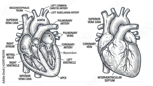 Fotografia Anatomical Heart Diagram: Detailed Illustration of Human Heart Structure and Ves