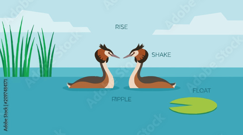 Grebes on Water Surface Flat Design Vector Illustration