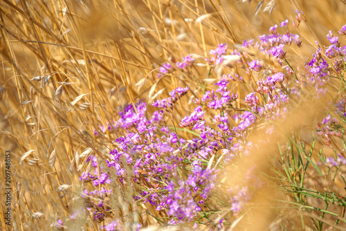 Cuadro en lienzo Purple Wild Lavender Flowers Bloom Among Golden Dry Grass and Wheat Spikes Crime