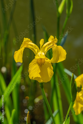 Obraz na plátne Iris pseudacorus grows near water, with sword-shaped leaves