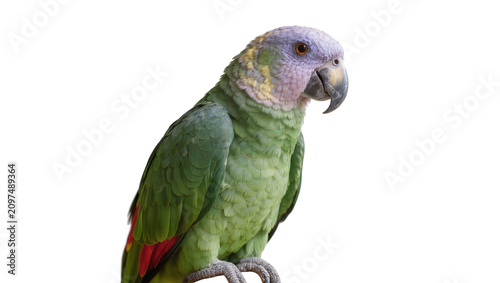 Bild auf Leinwand Isolated colorful green parrot with distinctive lavender head and bright orange