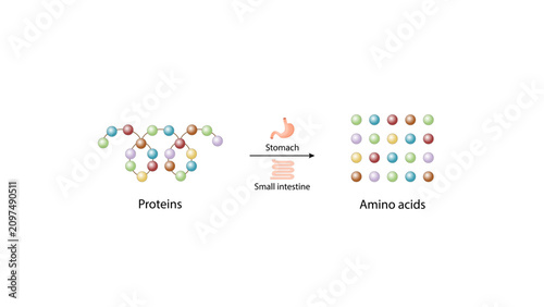 Bild auf Leinwand Protein digestion in stomach and small intestine