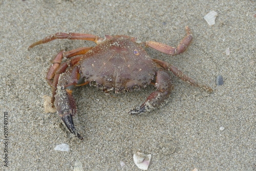Small Crab Crawling on the Sandy Beach