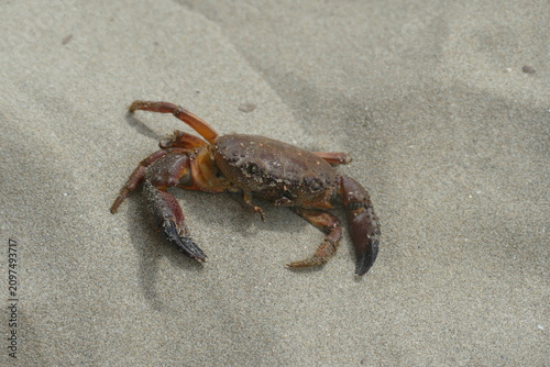 Small Crab Crawling on the Sandy Beach