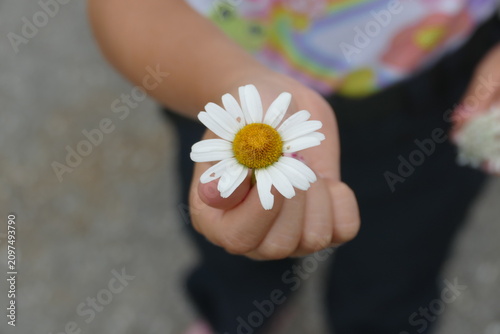 Child's Hand Holding Out a Fresh White Daisy Flower