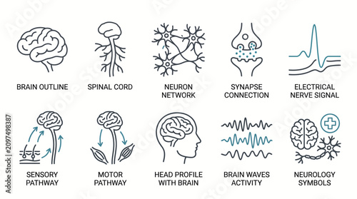 Neurology and central nervous system linear icons set with brain outline neuron network synapse and pathways