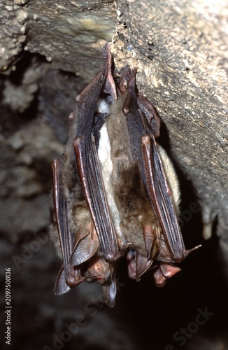 Greater mouse-eared bat (Myotis myotis)
