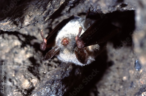 greater mouse-eared bat (Myotis myotis) with dew drops