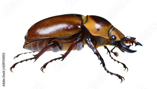 Obraz na plátně Isolated detailed large reddish-brown tropical stag beetle with powerful pincer
