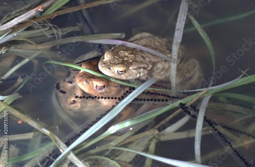 bufo bufo or European toad - male holding on to a toad in water