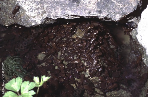  juvenile bufo bufo or European toads