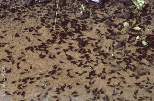 closeup of polliwog or tadpole of the Bufo Clamita or Natterjack toad