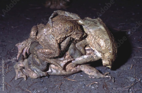 bufo bufo or European toad - toad mating ball with multiple males