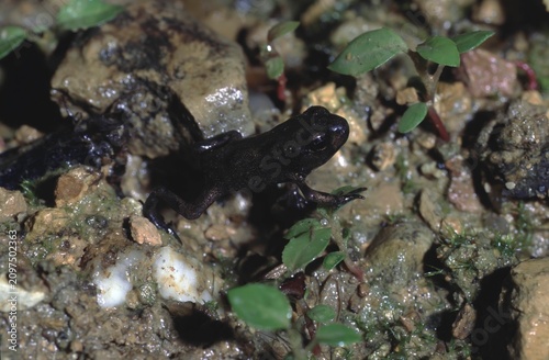 Juvenile bufo bufo or European toad on wet mud