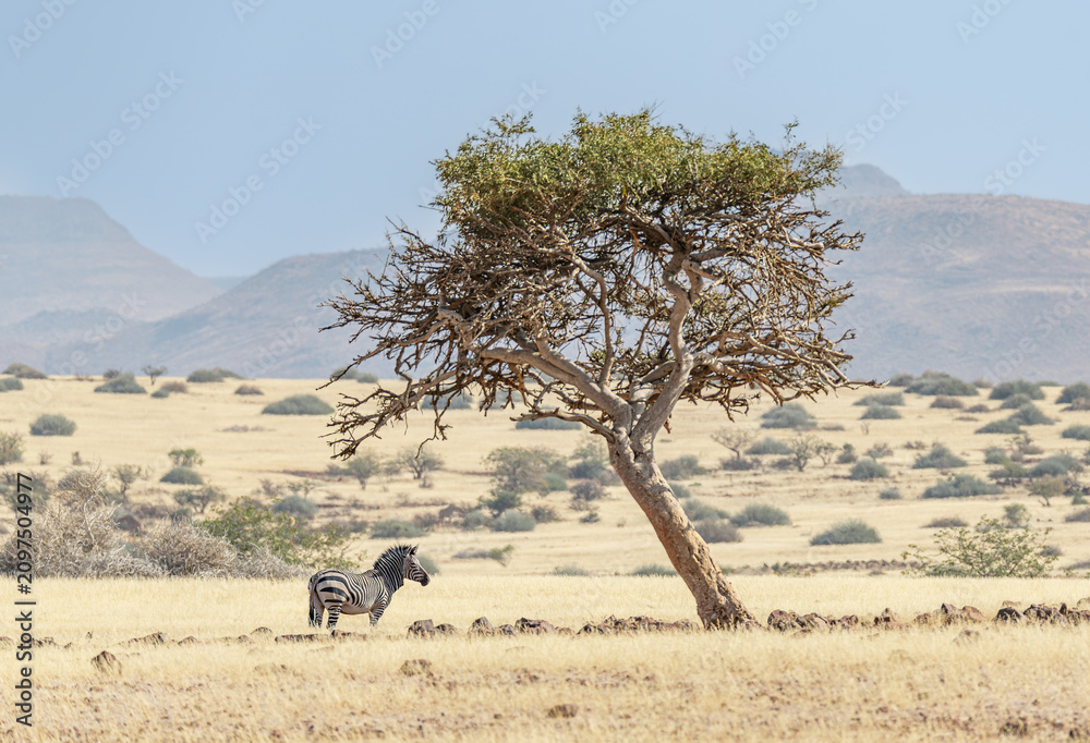 Obraz premium Mountain Zebra under a tree in Damaraland, Namibia, Africa