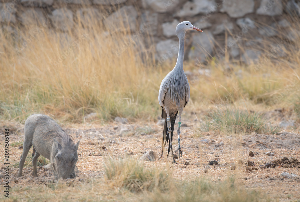 Obraz premium Blue Crane searching for food in Etosha National Park, Namibia, Africa