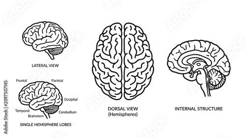 Bild auf Leinwand Human Brain Anatomy Illustration: Lateral, Dorsal, and Internal Views