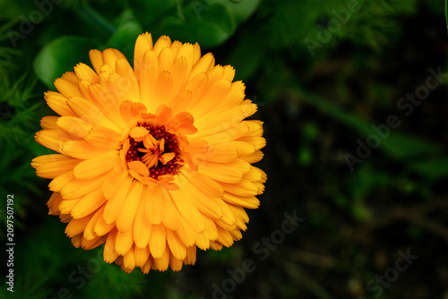Vibrant orange calendula blossom blooming in summer nature