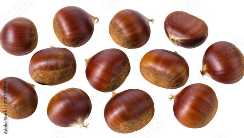 Cuadro en lienzo Isolated many shiny brown sweet chestnuts scattered, fresh raw edible organic he