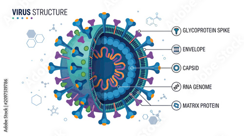 Cuadro en lienzo Detailed Viral Structure Diagram: Coronavirus Anatomy with Labeled Components