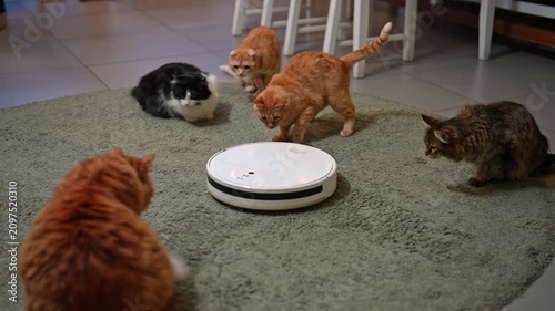 Funny group of domestic cats gathers around modern robot vacuum cleaner. curious pets watch, sniff, cautiously investigate smart home appliance on green rug in living room. Shooting in slow motion.