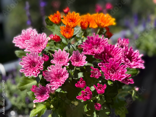 Beautiful blooming chrysanthemum flowers decorative summer autumn flower in vibrant pink and orange colors close up