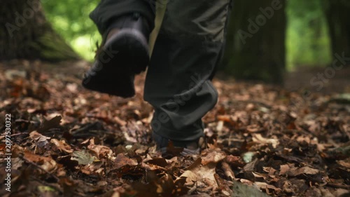 Slow motion low angle gimbal follow shot of man walking across fallen leaves in shaded deciduous forest. Cinematic tracking footage passing tree trunks, capturing hiking, woodland exploration