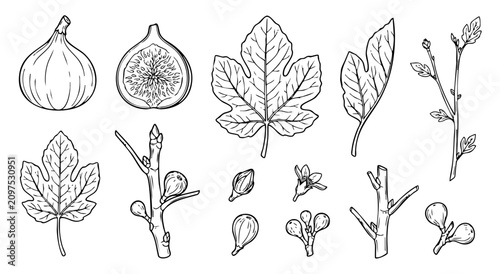 Bild auf Leinwand Fig plant botanical hand drawn elements set with leaf fruit slice flower bud and