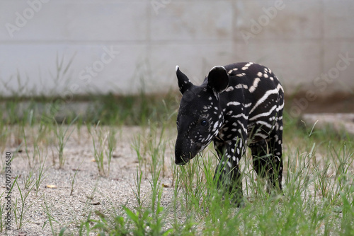 Fotografie 歩くウリ坊模様が可愛いマレーバクの赤ちゃん