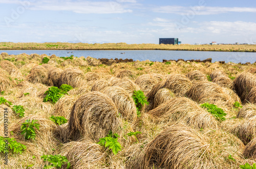 Grass field meadow landscape Iceland