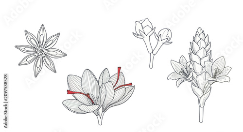 Foto Tropical flower and spice plant line drawings.