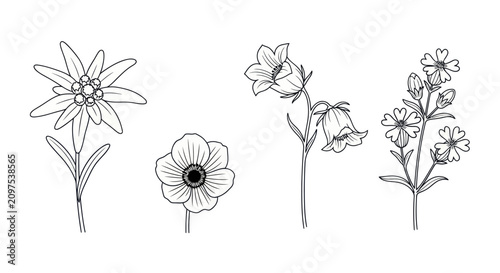 Bild auf Leinwand Alpine edelweiss and bellflower mountain wildflower sketches