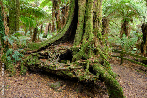 Tarra Bulga Nation Park - Tree roots