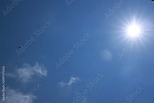crane or Grus grus or Sandhill Crane flying high up against the sun in the blue sky. bird flying in blue sky in the sun rise and sun flare
