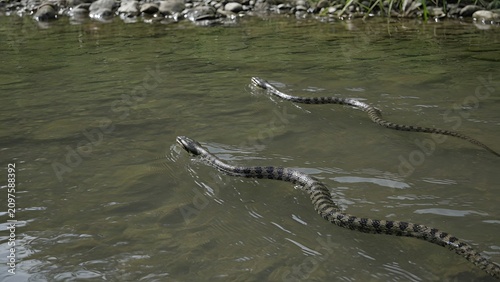 Snakes swimming through flooded city streets, surreal disaster scene with water covering buildings