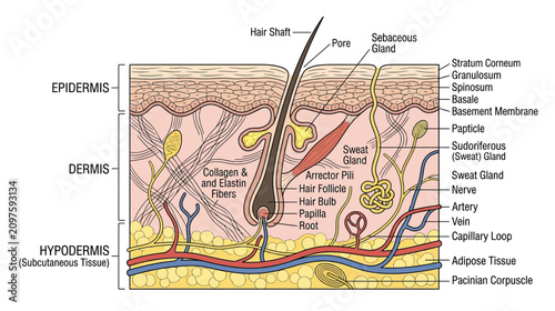 Foto Human Skin Anatomy Cross-Section: Epidermis, Dermis, Hypodermis Layers, Hair Fol