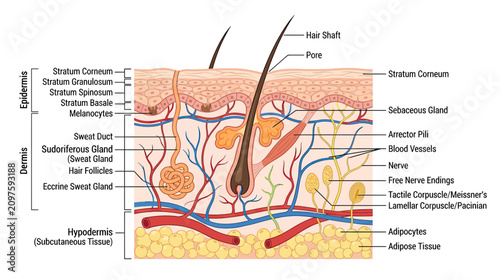фотографія Human Skin Anatomy Cross Section Diagram - Epidermis, Dermis, Hypodermis