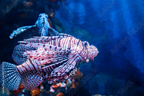 Underwater world. Lionfish with striking red and white stripes swims through clear blue ocean, surrounded by coral formations and marine life, showcasing beauty of underwater ecosystems