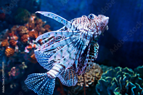 Underwater world. Lionfish with striking patterns and long fins swims through colorful coral reef, showcasing its unique appearance against backdrop of various corals and marine life in an underwater