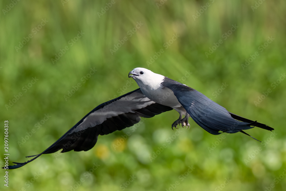 Fototapeta premium Swallow-tailed Kites are bathing and drinking before a day of hunting and foraging, before their big migration. 