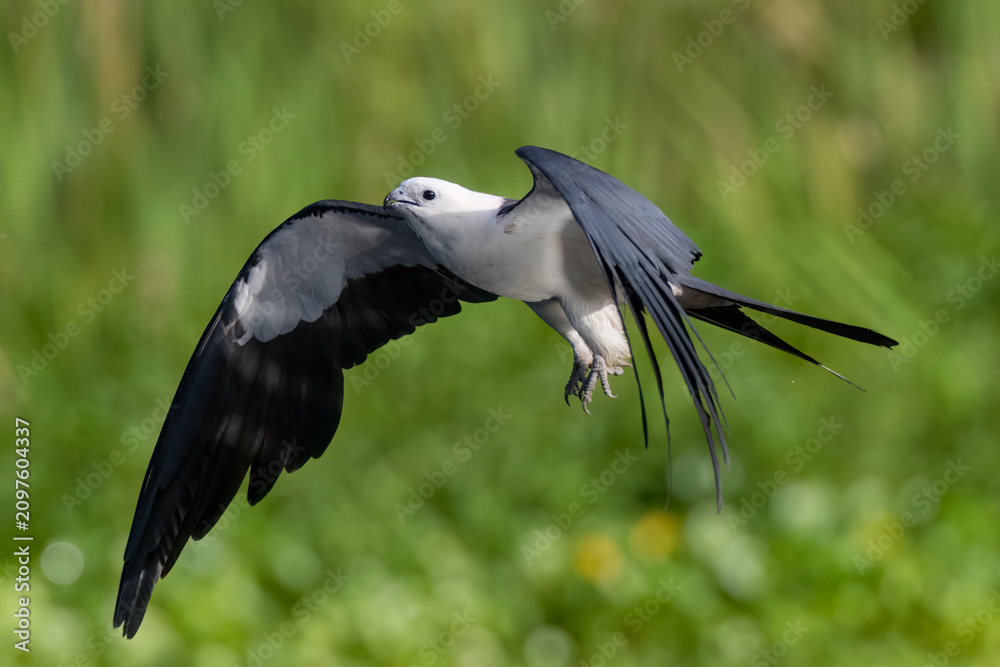Obraz premium Swallow-tailed Kites are bathing and drinking before a day of hunting and foraging, before their big migration. 